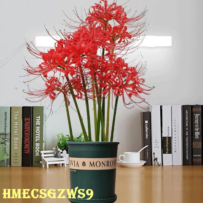 彼岸花種球的價格推薦 22年12月 比價比個夠biggo