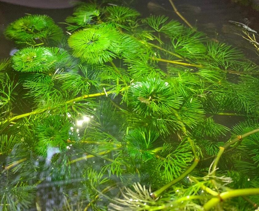 Hydrilla Price u0026 Promotion - Nov 2021 BigGo Malaysia