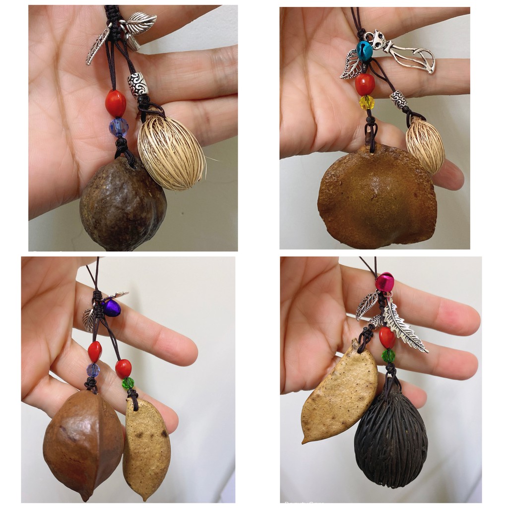 藍花楹種子的價格推薦 22年12月 比價比個夠biggo