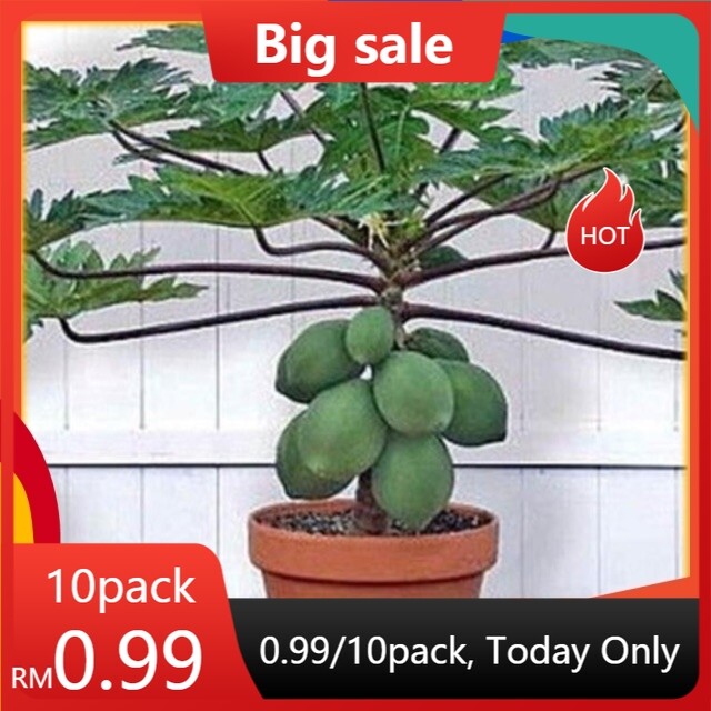 Pokok Betik Renek Price u0026 Promotion - Jan 2022 BigGo Malaysia