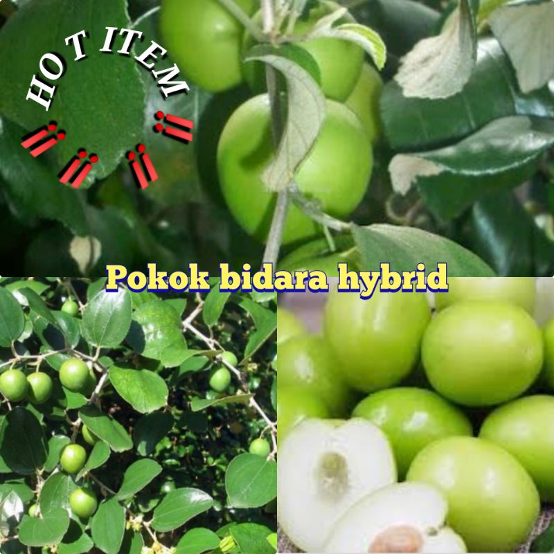 Anak Pokok Bidara Thai Price Promotion Nov 2021 Biggo Malaysia