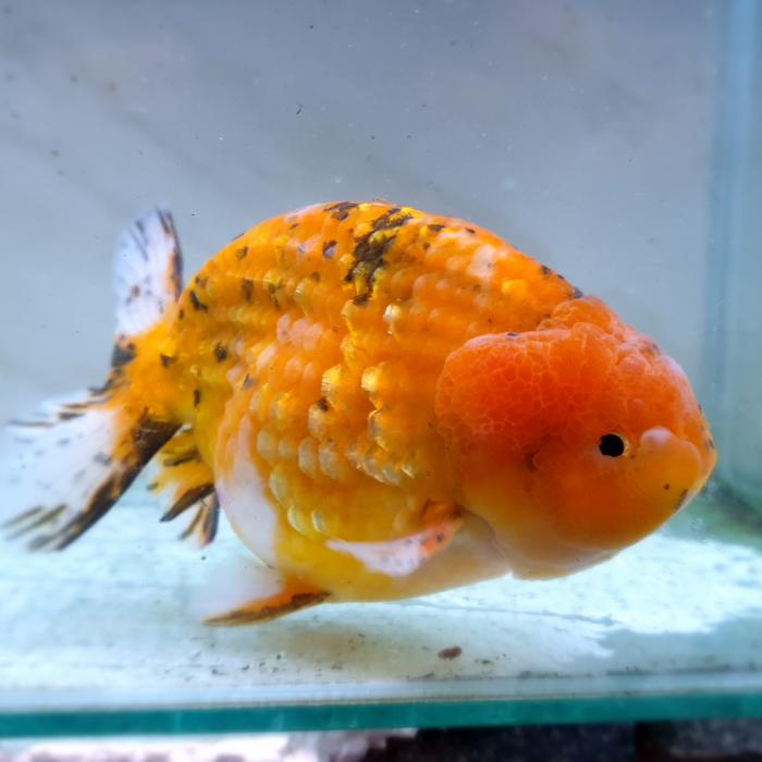 64 Aquarium Ideal Untuk Mas Koki Gratis Terbaik