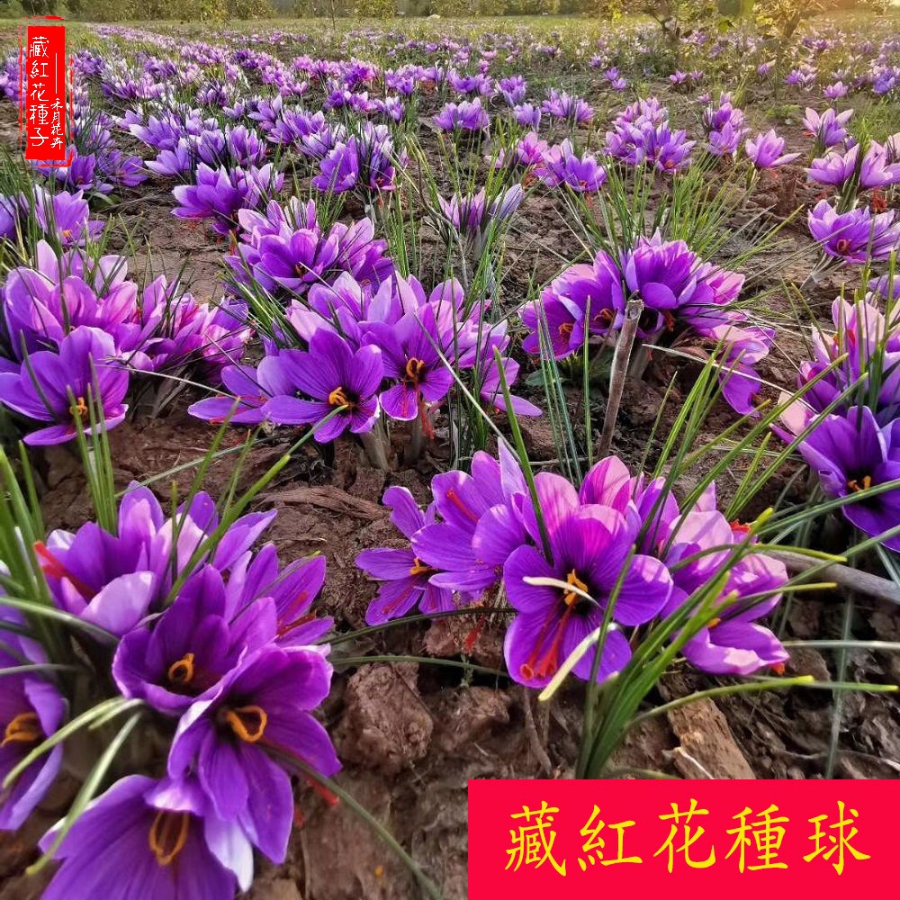 番紅花種子的價格推薦 22年12月 比價比個夠biggo