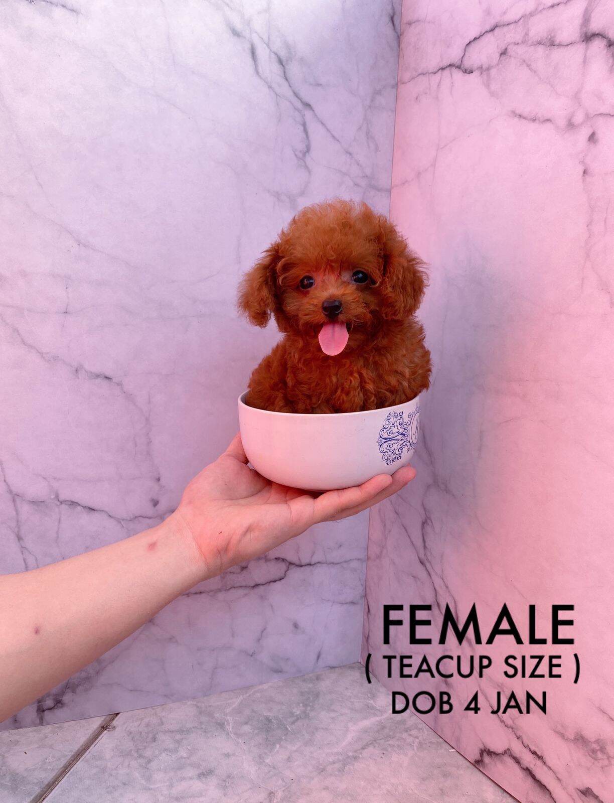 jual tiny toy poodle