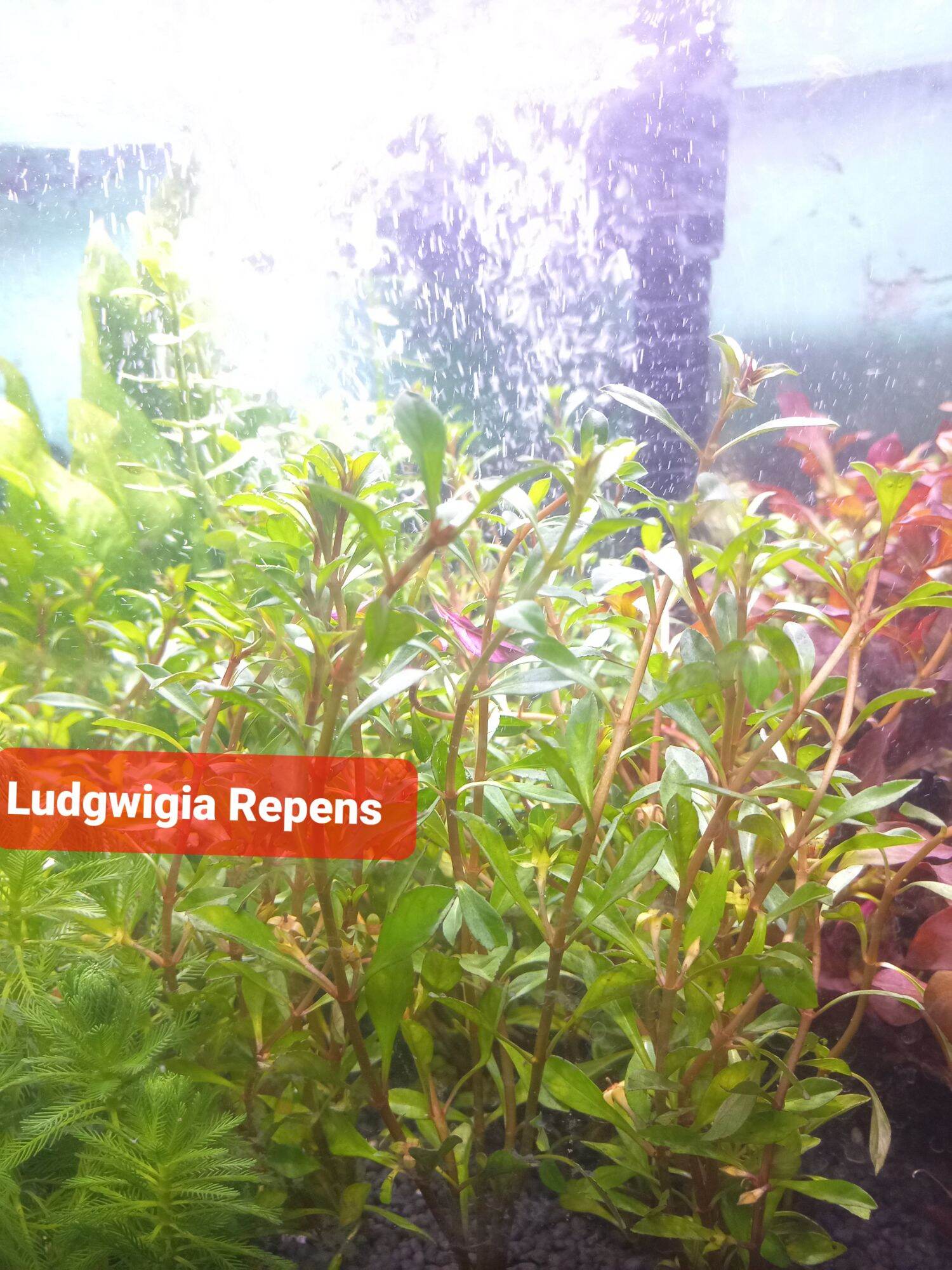 ludwigia repens emersed