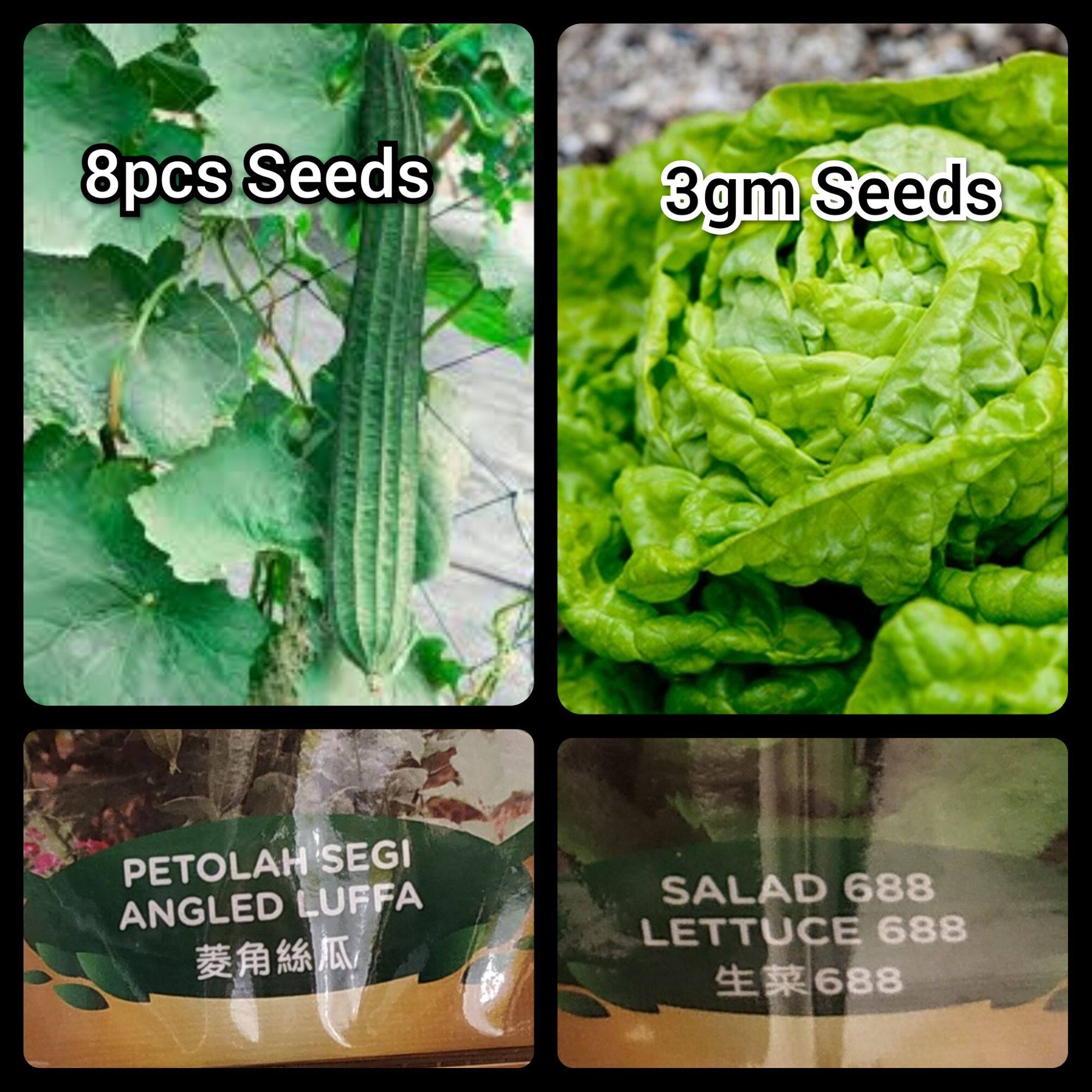 Lettuce 688 Price Promotion Aug 2021 Biggo Malaysia