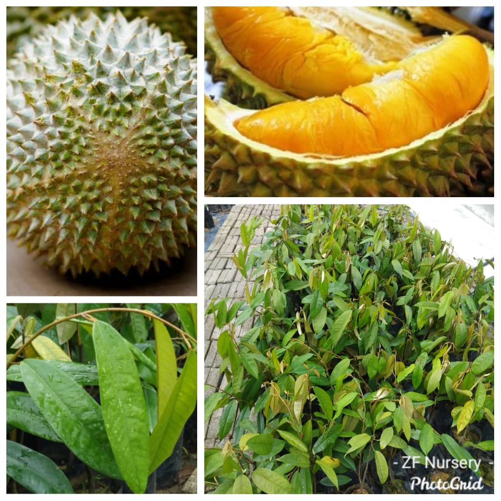 Musang King Durian Price Promotion Nov 2021 Biggo Malaysia