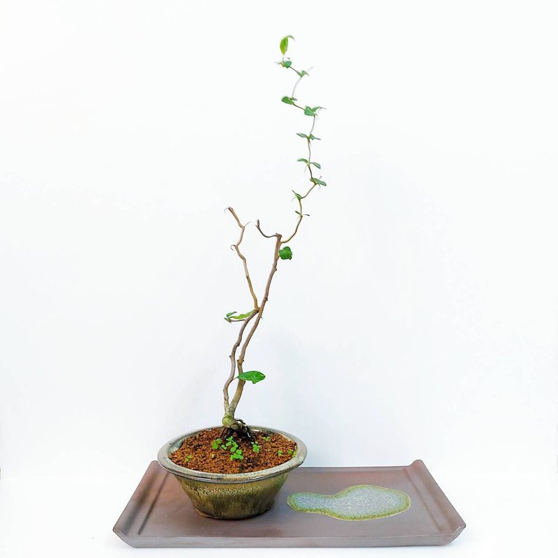 長壽梅的價格推薦 21年7月 比價比個夠biggo