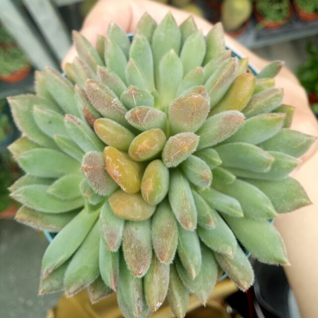 毛多肉植物的價格推薦第6 頁 年8月 比價比個夠biggo