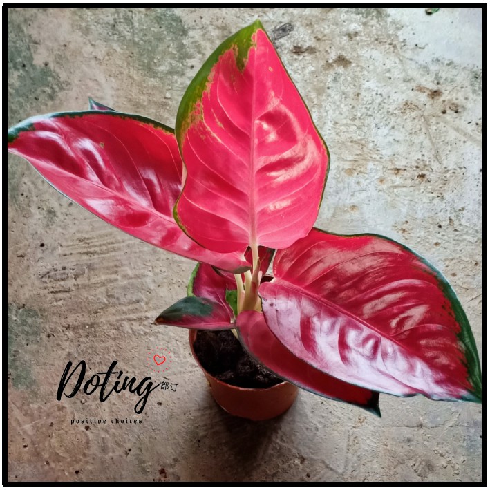 Aglaonema Price Promotion Jan 2021 Biggo Malaysia
