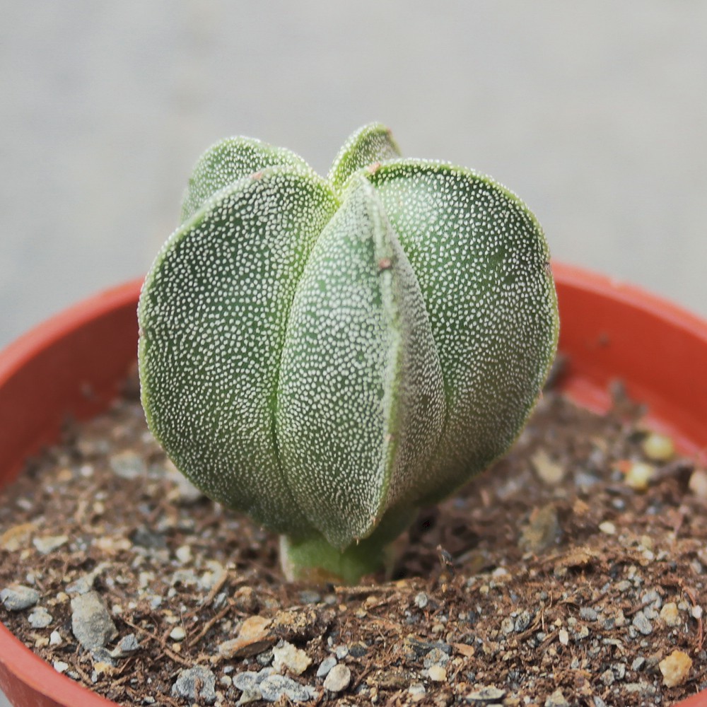 鸞鳳玉在自選的價格推薦 21年9月 比價比個夠biggo