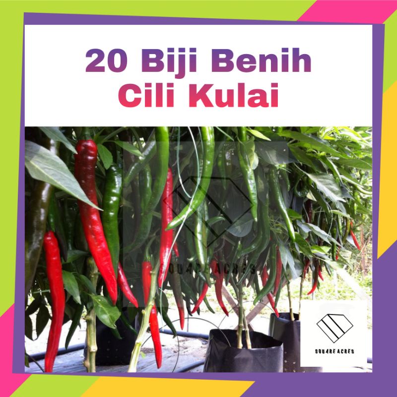 Biji Benih Cili Kulai Price u0026 Promotion - Dec 2021 BigGo Malaysia