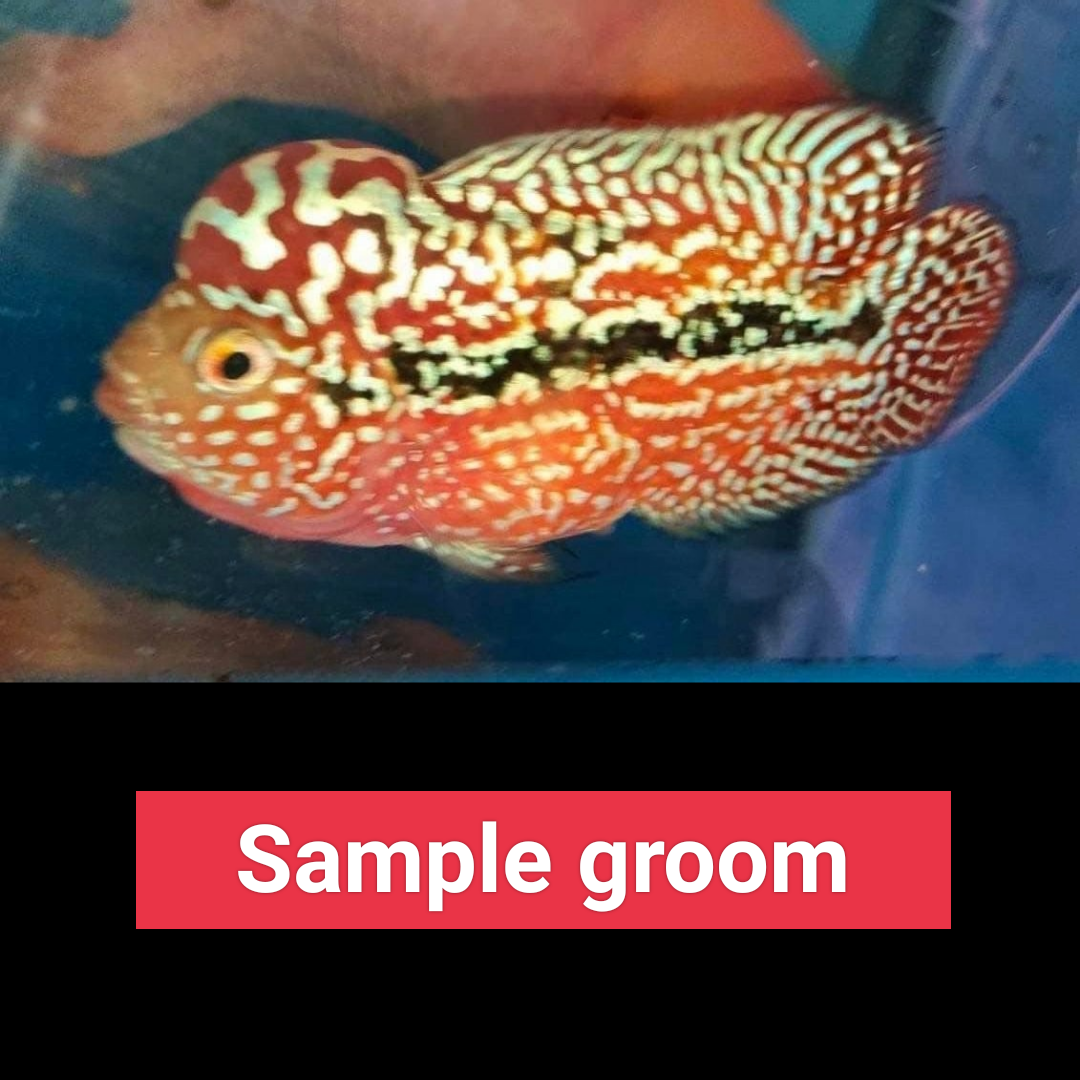 vip kamfa flowerhorn