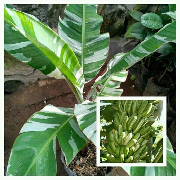 Harga Pisang Varigata Musa Terbaru Desember 2021  BigGo Indonesia