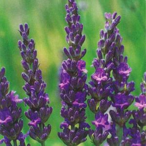 ラベンダー グロッソ 苗の価格比較なら 22年4月 Biggo