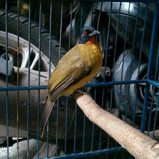 Harga burung kutilang emas