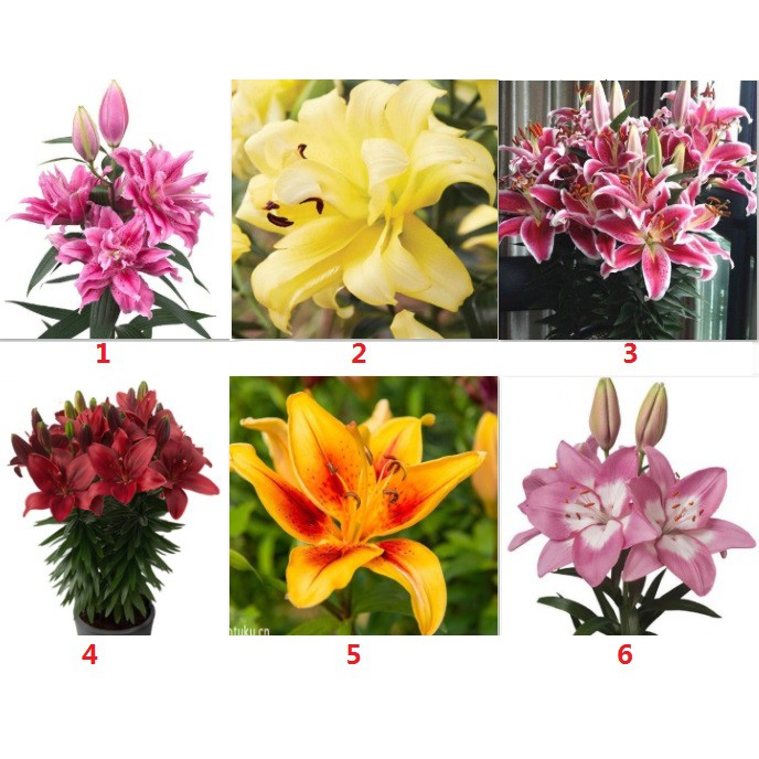 Asiatic Lily Pokok Price u0026 Promotion - Jan 2022 BigGo Malaysia