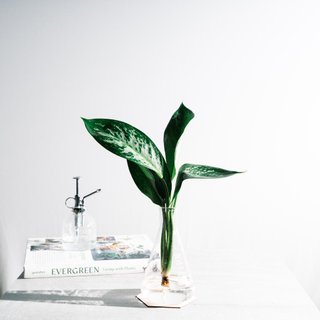 水耕盆景的價格推薦 22年10月 比價比個夠biggo 水耕盆景的價格推薦 22年10月 比價比個夠biggo