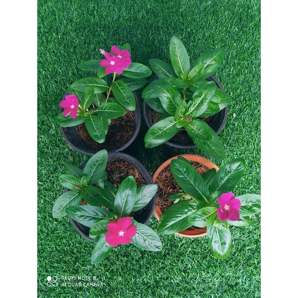 Bunga Vinca Juntai Price Promotion Nov 2021 Biggo Malaysia