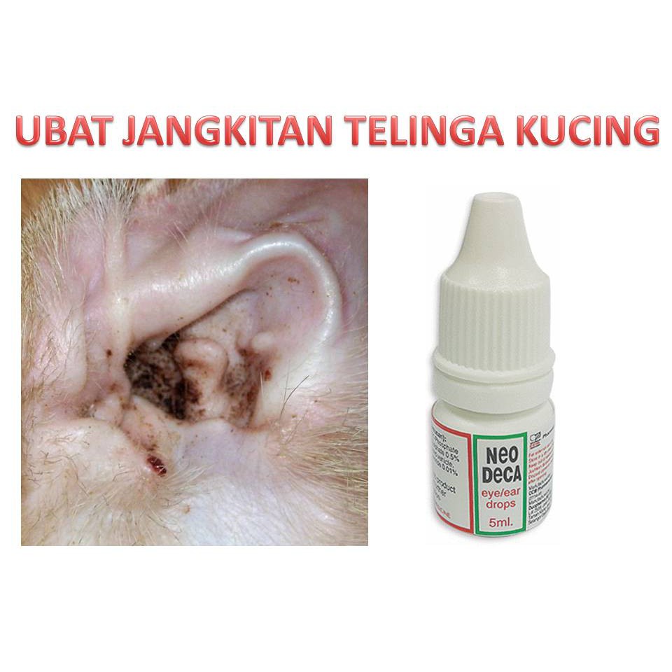 Titis Telinga Kucing Price Promotion May 2021 Biggo Malaysia