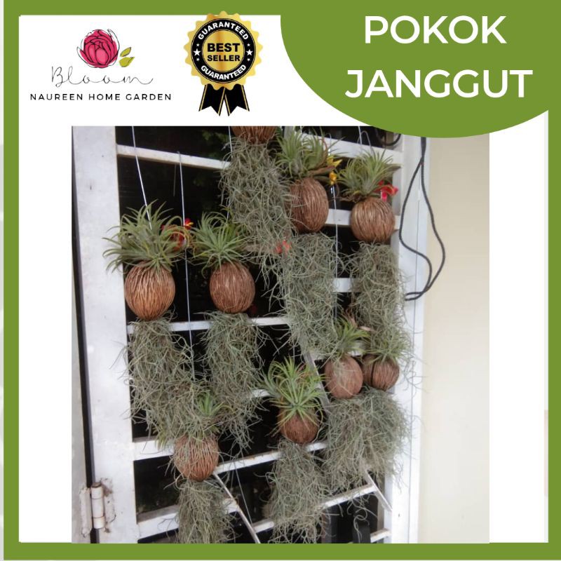 Janggut Air Plant Price Promotion Nov 2021 Biggo Malaysia