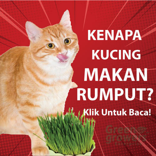 Tanaman Rumput Price u0026 Promotion - Nov 2021 BigGo Malaysia