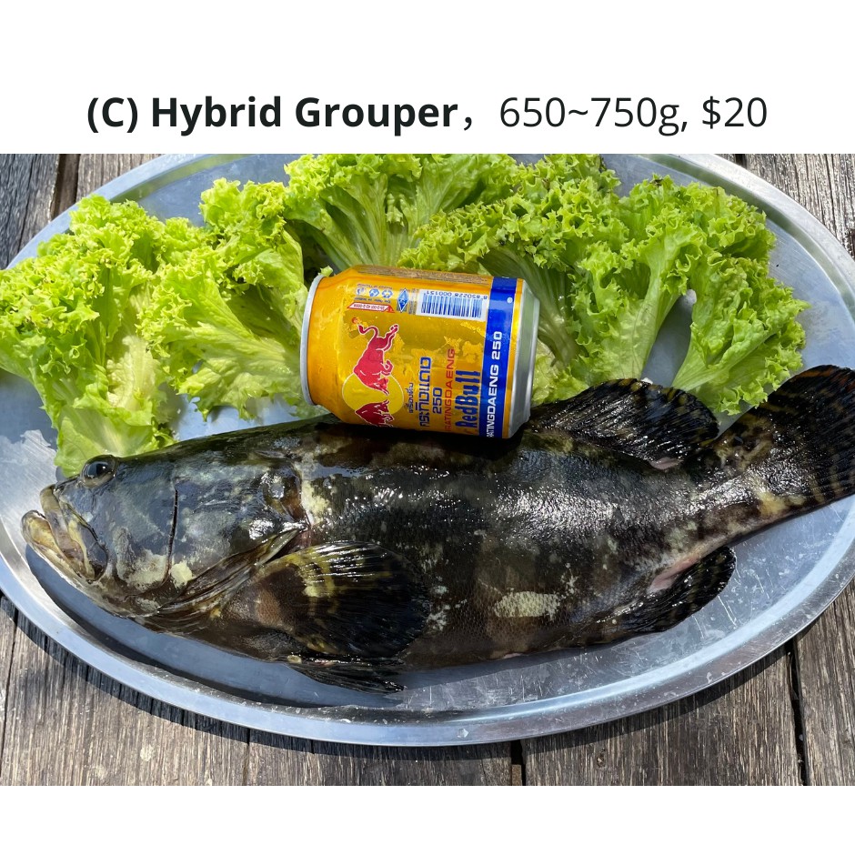 Hybrid Grouper Best Price in Jun 2021 BigGo Singapore