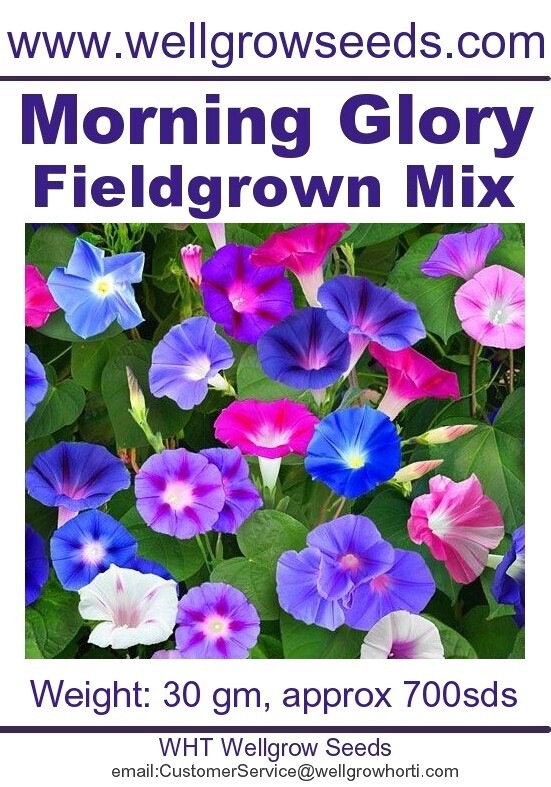 Morning Glory Seeds Price Promotion Apr 2021 Biggo Malaysia