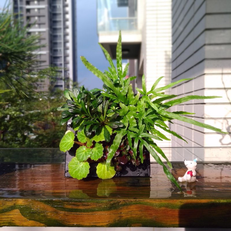 野草盆栽的價格推薦 21年3月 比價比個夠biggo