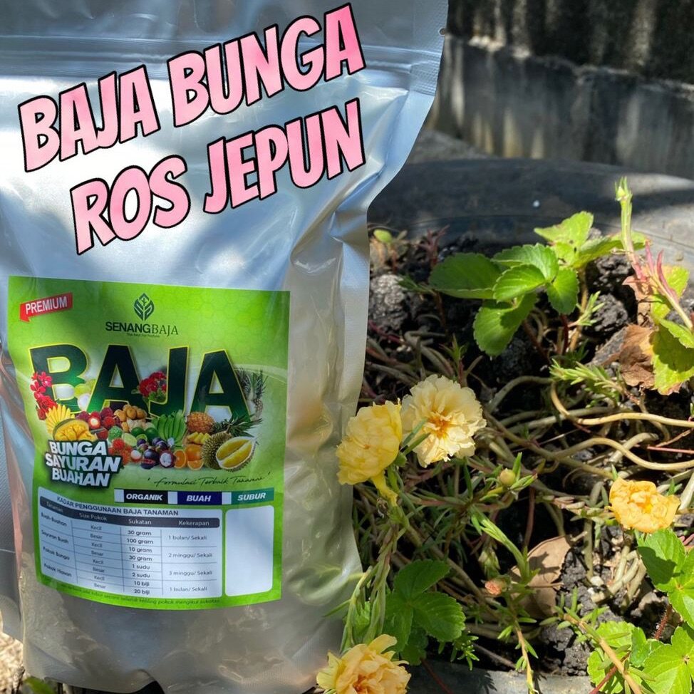 Bunga Ros Jepun Price Promotion May 2021 Biggo Malaysia